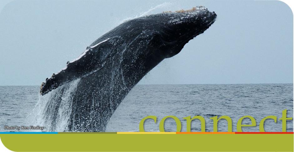 header slideshow